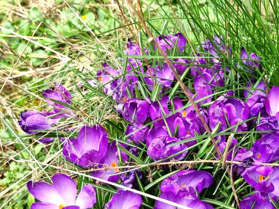 Auch ein kompakter Garten kann viel Freude machen Einfamilienhaus Braunfels