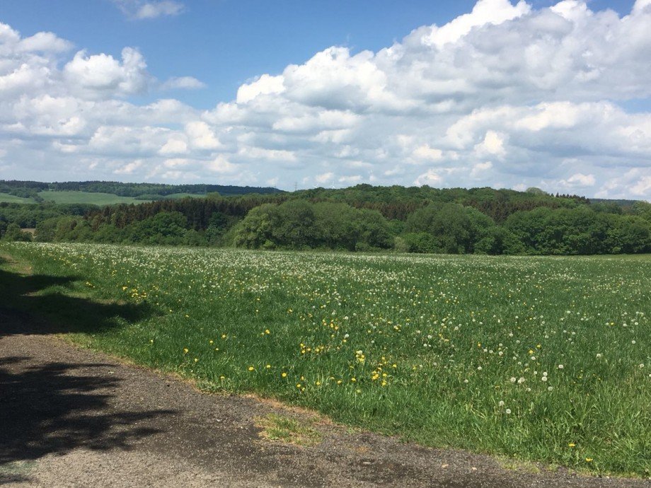 So schaut es im Sommer aus Einfamilienhaus Westernohe
