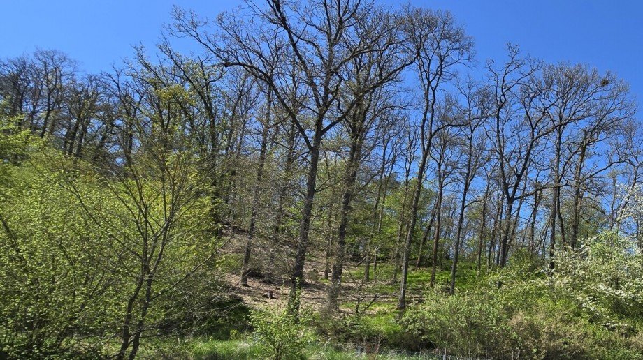 Blick ins Gr�ne dirket vom EFH Mehrfamilienhaus Langg�ns / Cleeberg