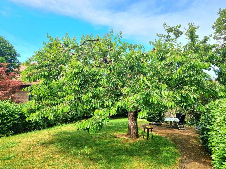 Volle Pracht Kirschbaum de luxe Einfamilienhaus Leun