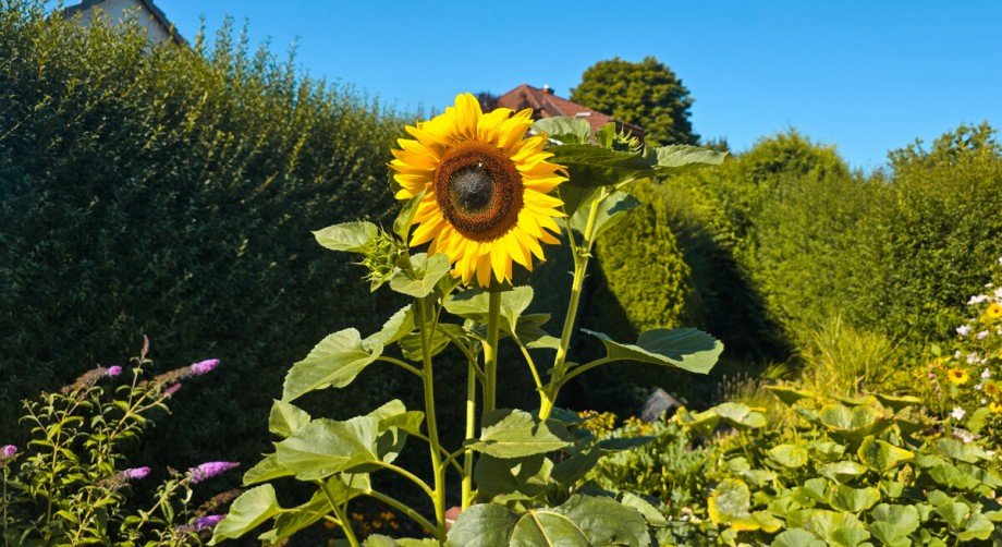 Sonnensammler im Gartenparadies Einfamilienhaus Ehringshausen / K�lschhausen
